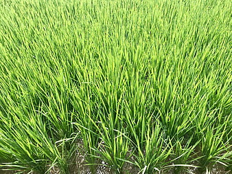 Vibrant Green Rice Paddy Field with Water