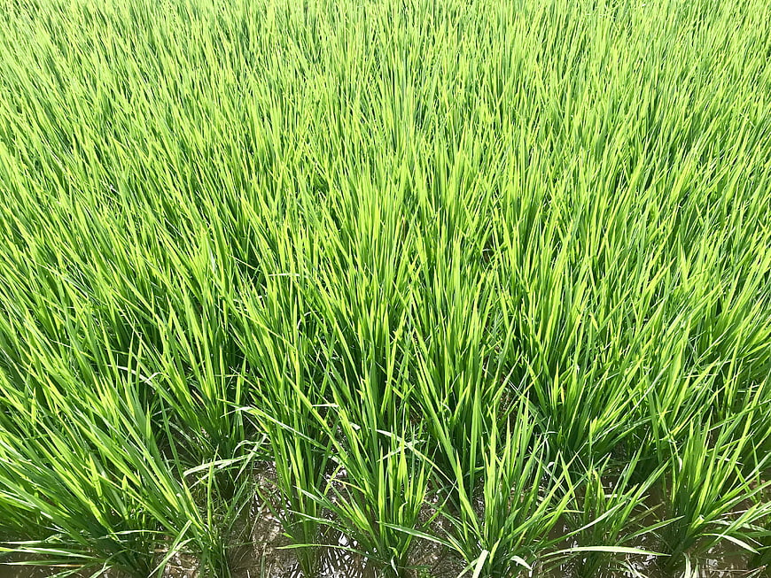 Vibrant Green Rice Paddy Field with Water