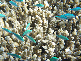 School of Blue Fish Swimming Over White Coral Reef
