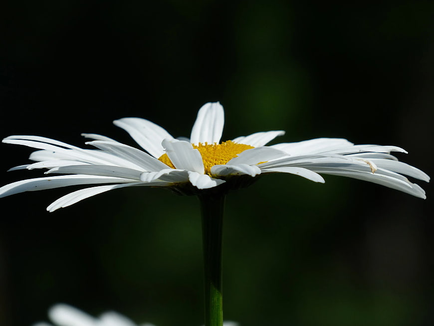 Close-up of a white daisy with yellow center against dark background