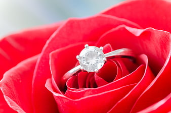 Diamond engagement ring nestled in red rose petals