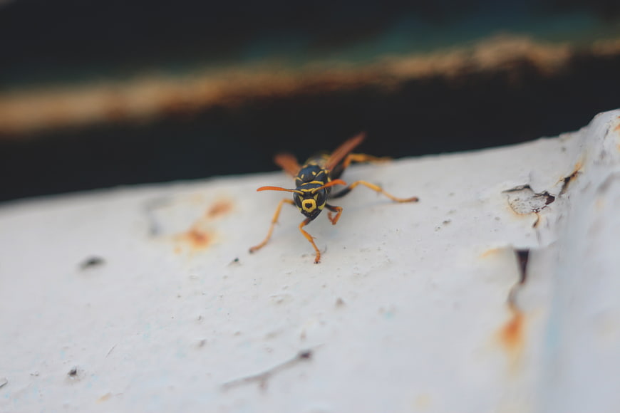Close-up of a yellow and black wasp on a white surface