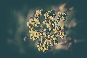 Close-up of green seed pods with blurred background
