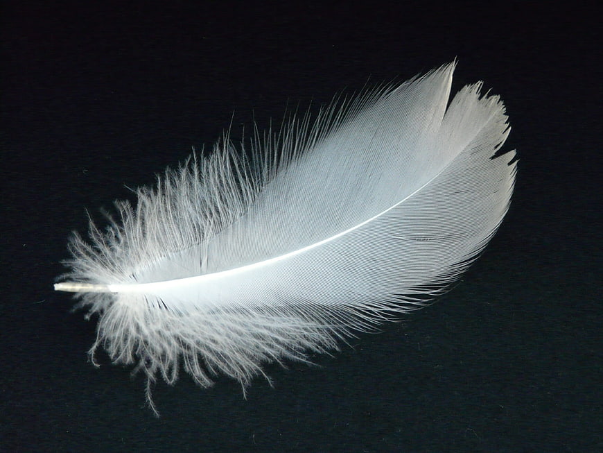 White Swan Feather on Black Background