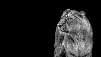 Majestic Lioness Portrait Isolated on Black Background