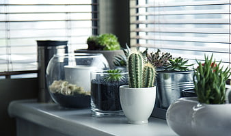 Cactus and succulents on white table by window