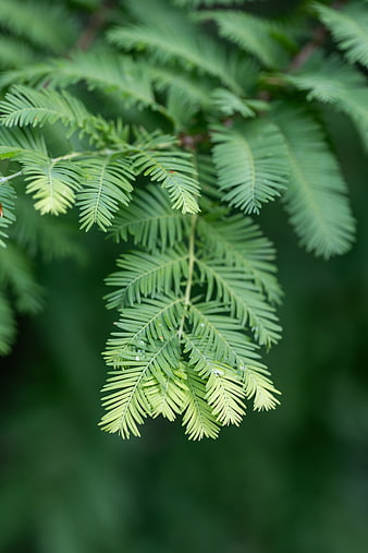 Close-up of green conifer needles with water droplets