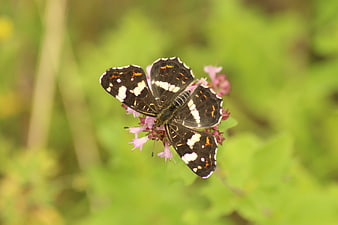 Black and white butterfly perched on pink flower in green garden