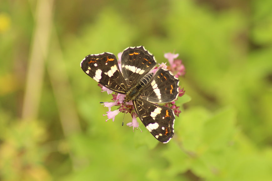 Black and white butterfly perched on pink flower in green garden