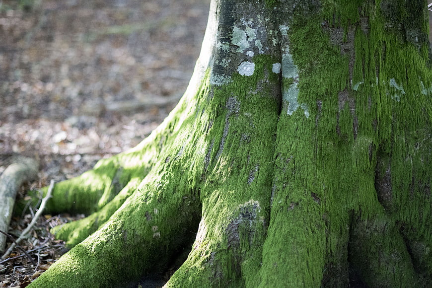 Close-up of moss-covered tree trunk in forest