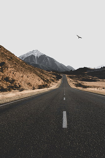 Empty asphalt road leading to snow-capped mountain with bird
