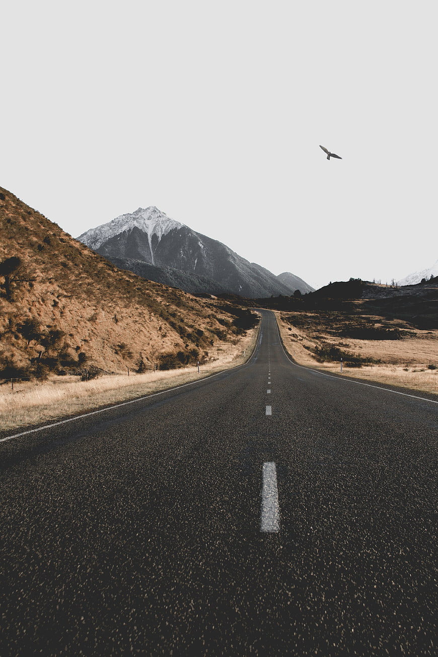 Empty asphalt road leading to snow-capped mountain with bird