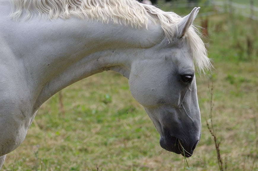 White Horse Grazing In Green Pasture