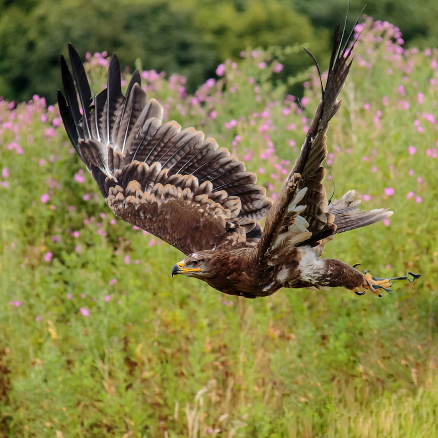 White-tailed Eagle in Flight Over Pink Flower Field