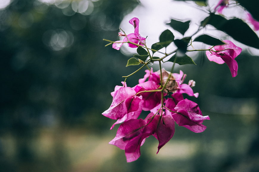 Vibrant Pink Bougainvillea Flowers with Raindrops