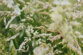 Close-up of wild grass seed heads in a green field