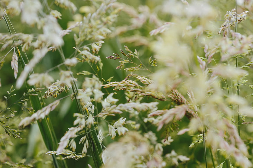 Close-up of wild grass seed heads in a green field
