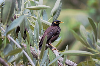 Common Myna Bird Perched on Olive Tree Branch