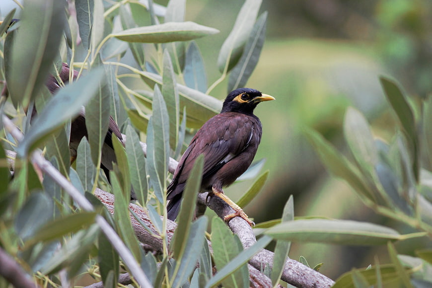 Common Myna Bird Perched on Olive Tree Branch