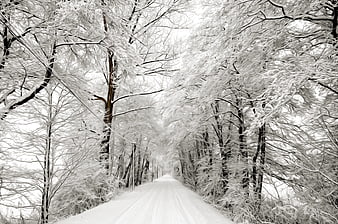 Snow-covered road through a winter forest tunnel