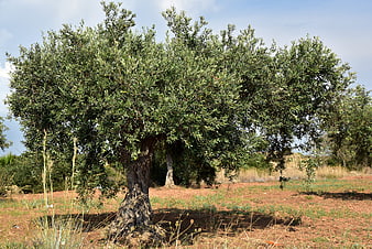 Mature Olive Tree In Mediterranean Grove