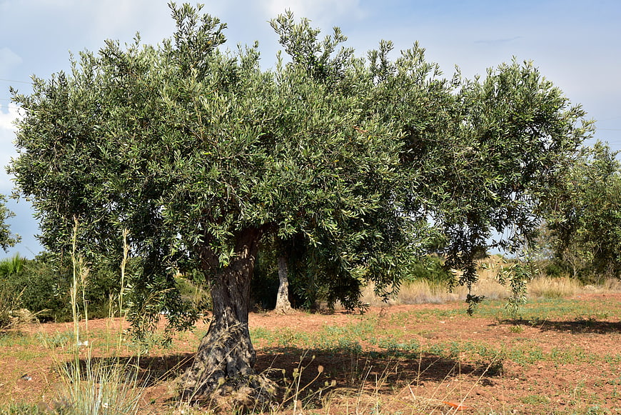 Mature Olive Tree In Mediterranean Grove