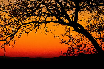 Silhouette of Bare Tree Branches Against Vibrant Orange Sunset Sky