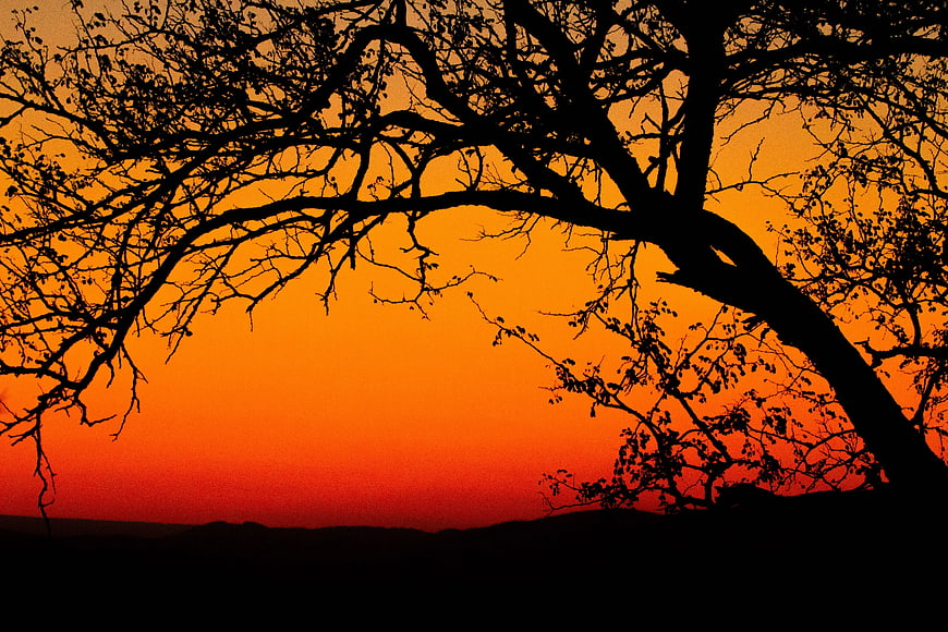 Silhouette of Bare Tree Branches Against Vibrant Orange Sunset Sky