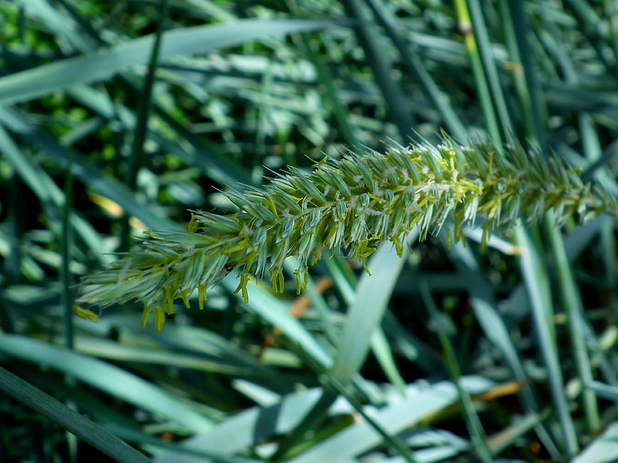 Close-up of green grass seed head in sunlight