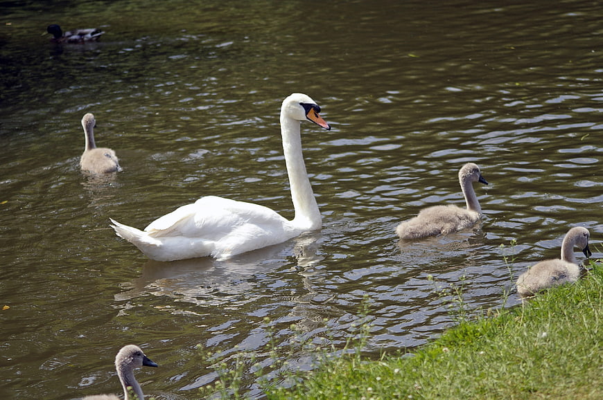 White Mute Swan with Cygnets Swimming in River