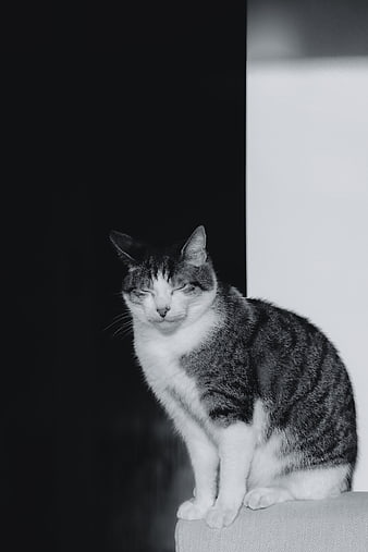 Black and white portrait of a tabby cat sitting