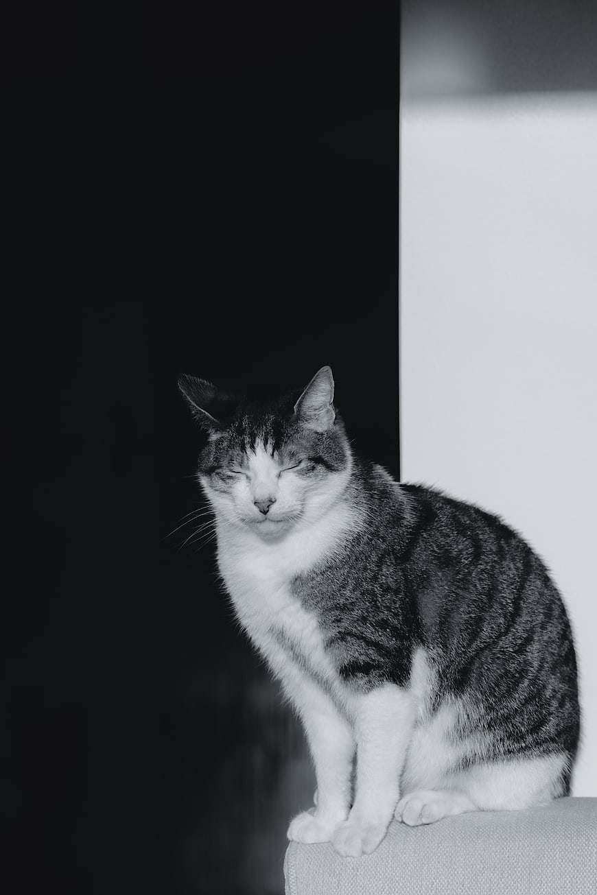 Black and white portrait of a tabby cat sitting