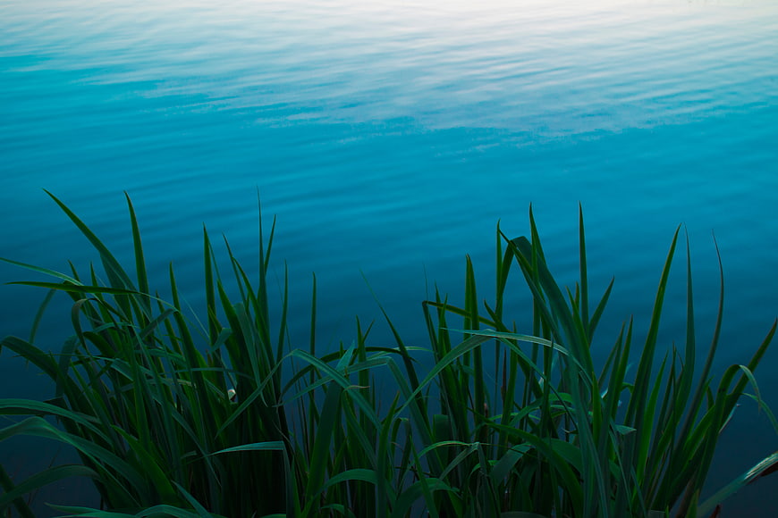 Green Reeds Against Calm Blue Lake Water