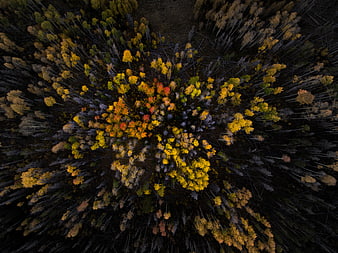 Aerial View of Colorful Autumn Forest Canopy