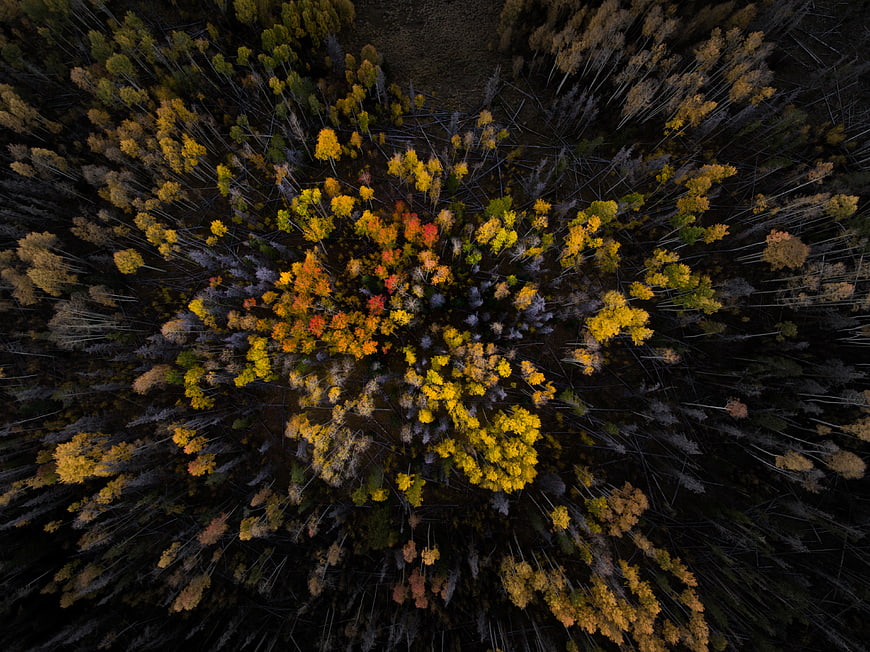 Aerial View of Colorful Autumn Forest Canopy