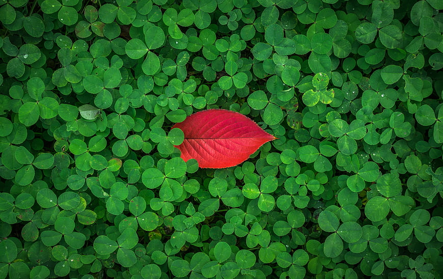 Red Leaf On Green Clover Background