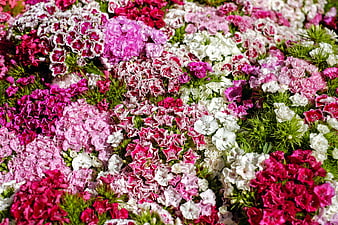 Vibrant Pink and White Dianthus Flower Bed