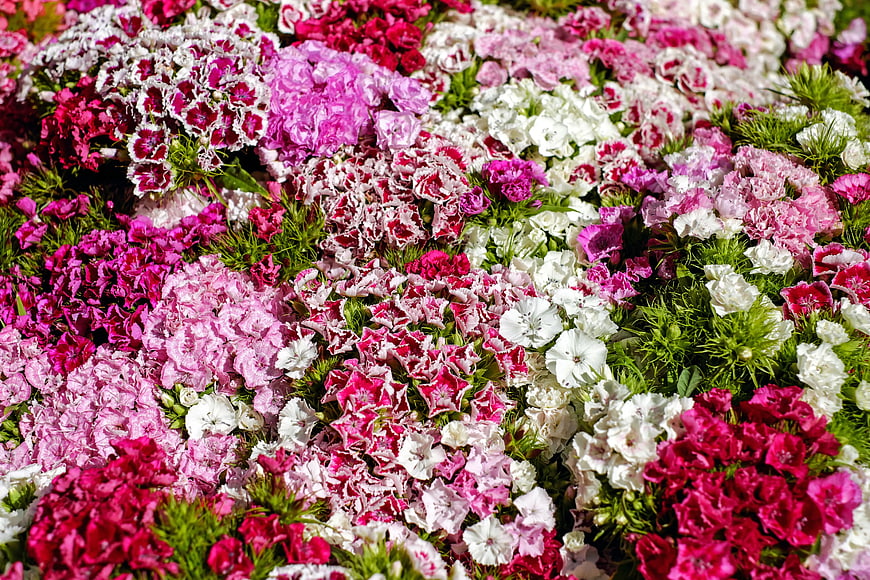 Vibrant Pink and White Dianthus Flower Bed