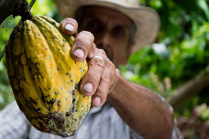 Farmer holding ripe cocoa pod in tropical plantation