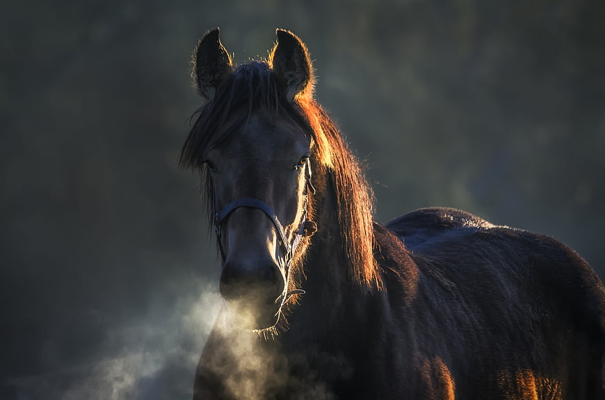 Dramatic Portrait of a Dark Horse in Morning Mist