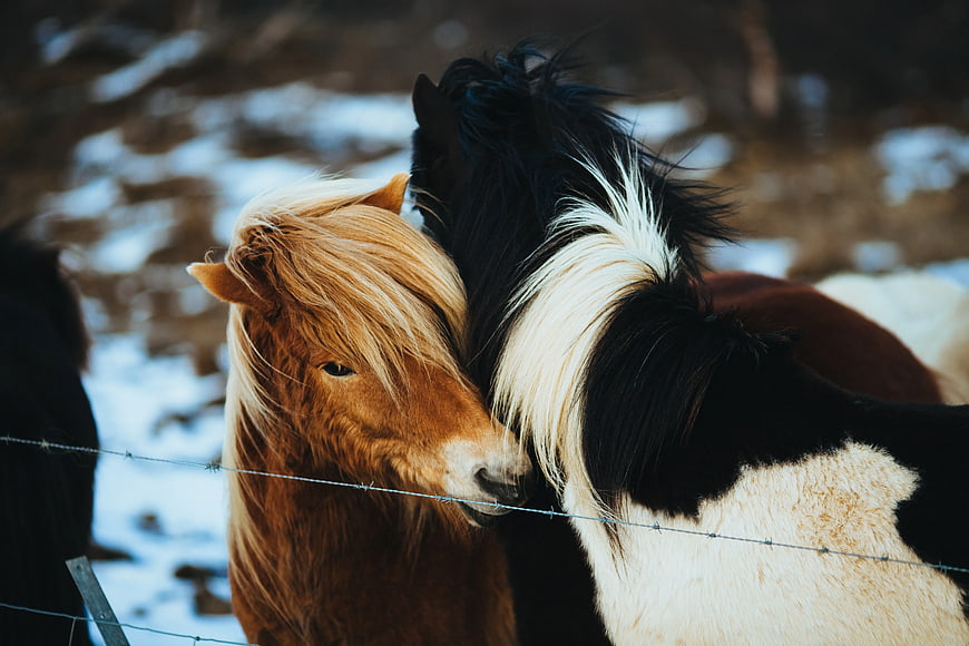 Two Icelandic Horses Nuzzling in Snowy Winter Pasture