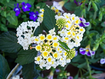 Close-up of White and Yellow Lantana Flowers in Garden