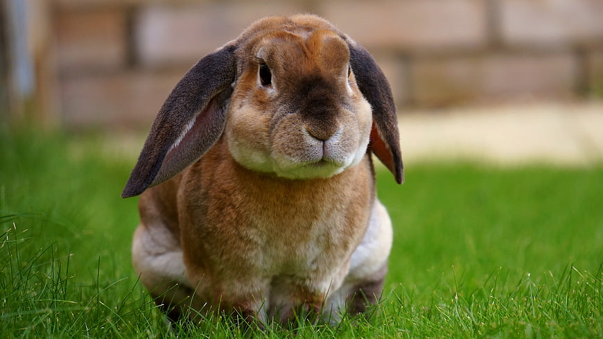 Cute Lop-Eared Rabbit Sitting on Green Grass