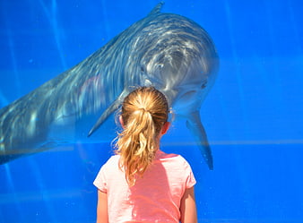 Young girl observing a large dolphin at an aquarium