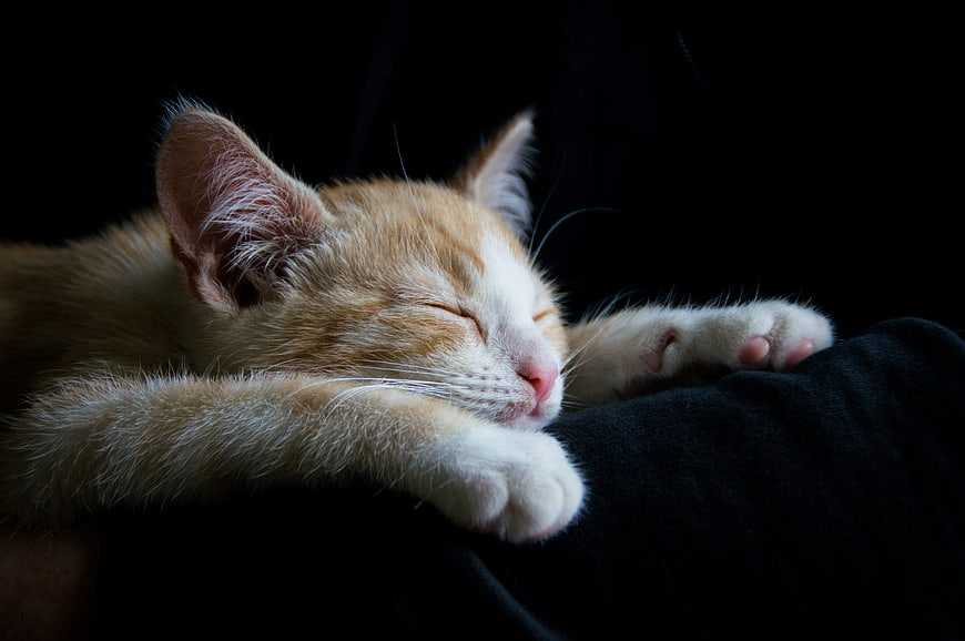 Sleeping Orange and White Kitten on Black Background