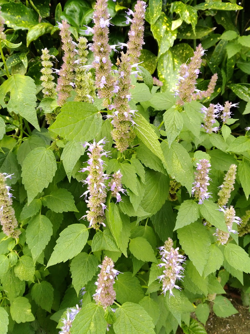 Close-up of blooming Agastache with purple spikes and green leaves