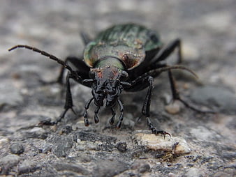 Close-up of Green and Black Ground Beetle on Stone