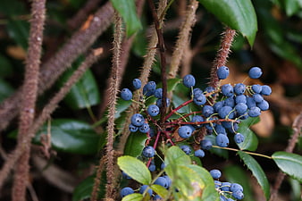 Close-up of blue Oregon grape berries on thorny stems