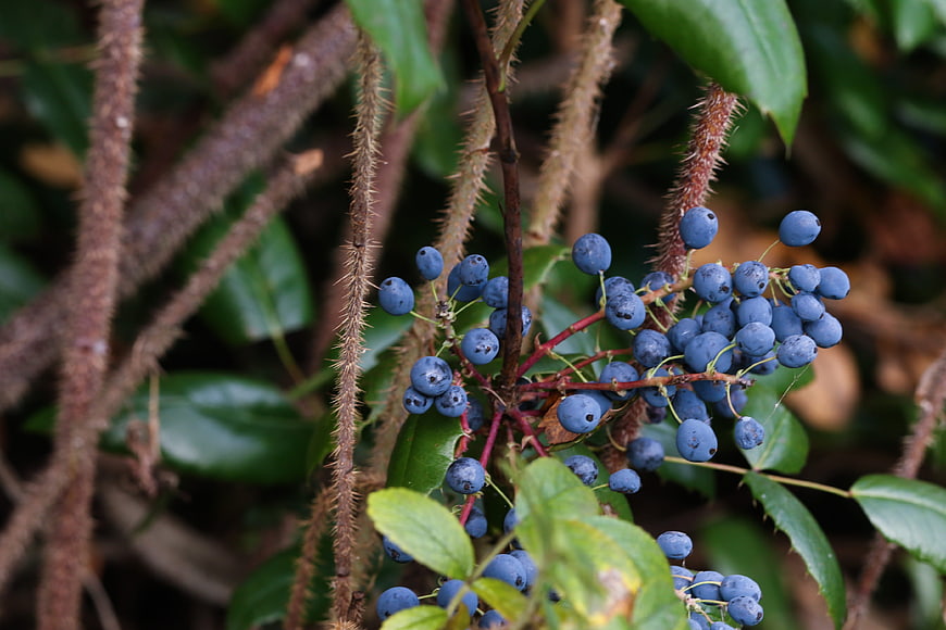 Close-up of blue Oregon grape berries on thorny stems