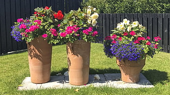 Three terracotta planters with colorful summer flowers on a lawn